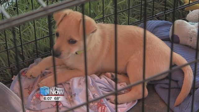 YMCA teaming up with Deb's Dogs for Dog Yoga